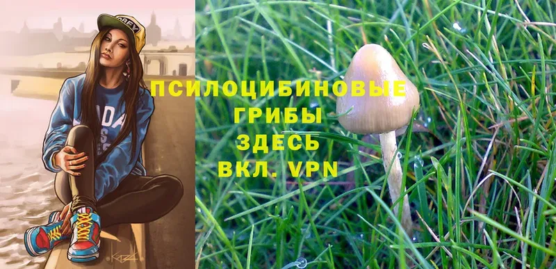 Галлюциногенные грибы Psilocybine cubensis  Алзамай 